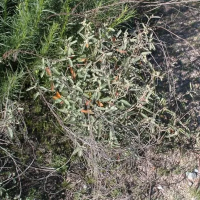 Croton californicus
