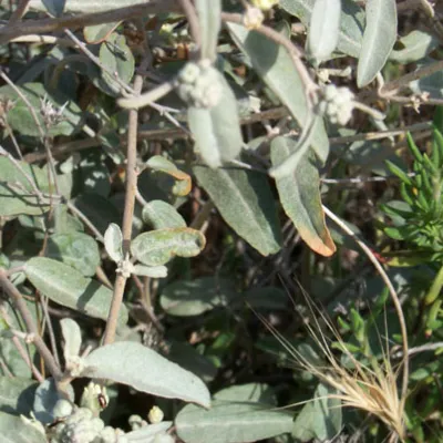 Leaves