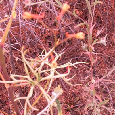 Old, curling leaves