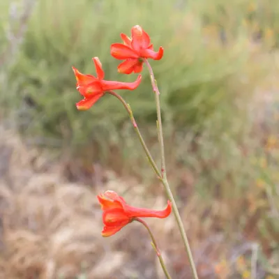 Delphinium cardinale