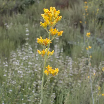 Inflorescence