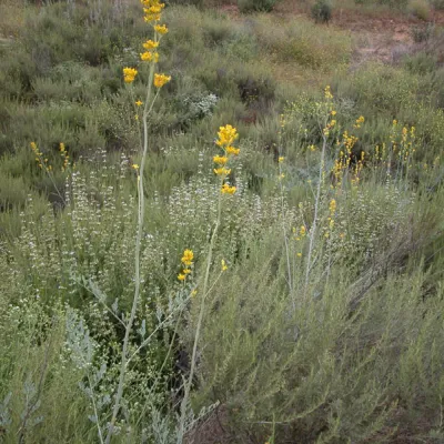 Whole plant