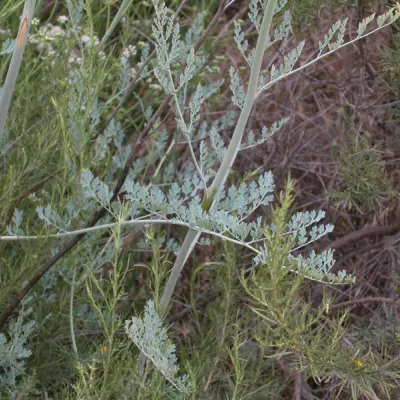 Leaves