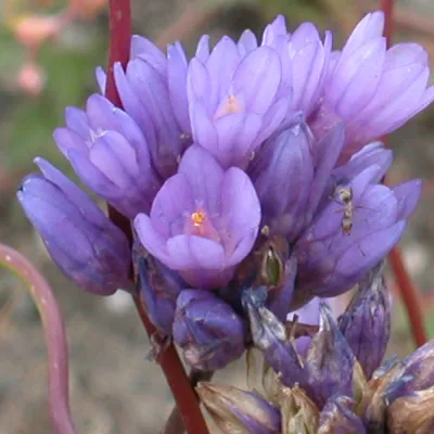 Dichelostemma capitatum