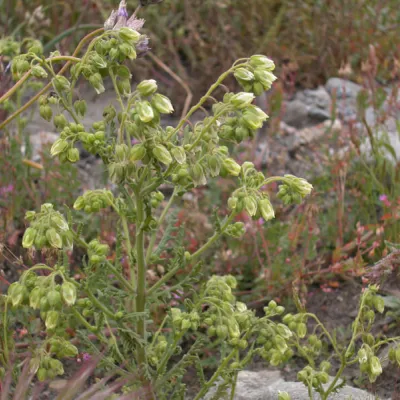 Emmenanthe penduliflora