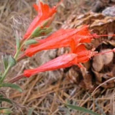 Epilobium canum ssp. latifolium