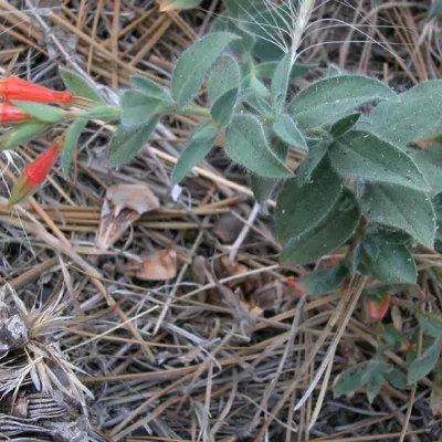 Flower buds