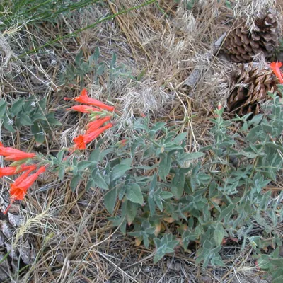 Plant