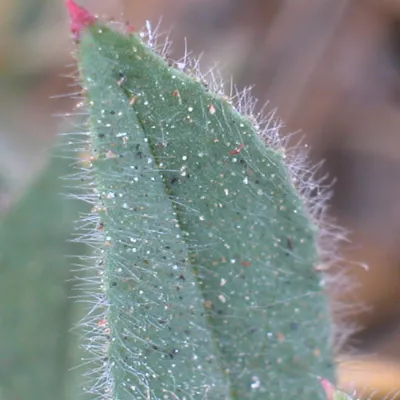 Close-up of leaves
