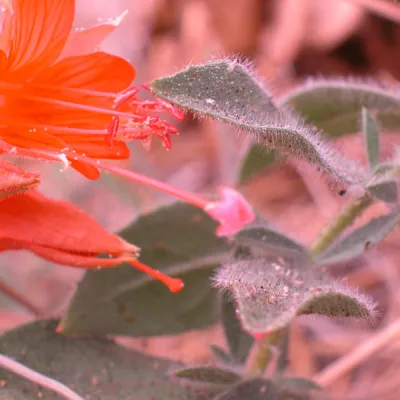 Close-up of flower