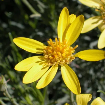 Inflorescence