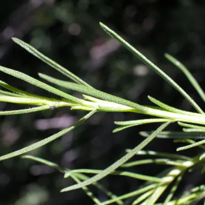 Leaves