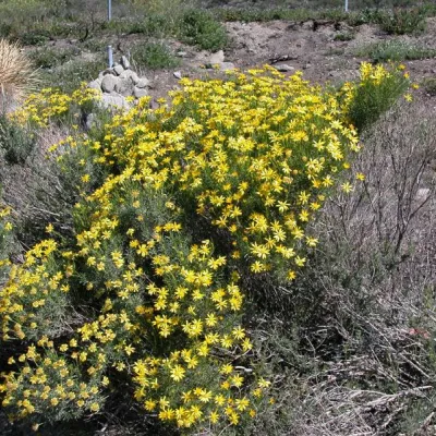 Ericameria linearifolia