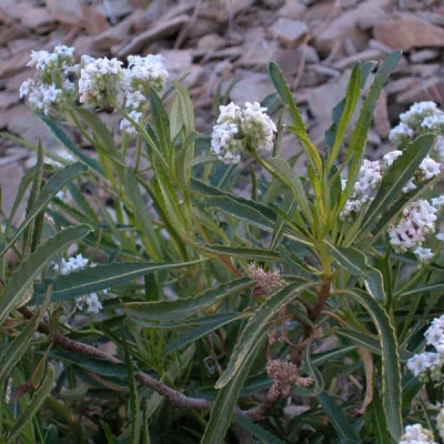 Eriodictyon trichocalyx