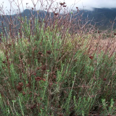 Plant with dead flower stalks