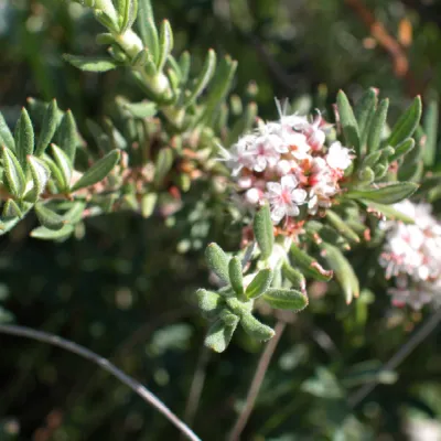 Eriogonum fasciculatum