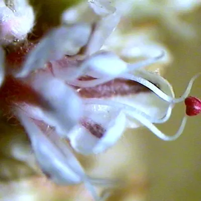 Close-up of anther