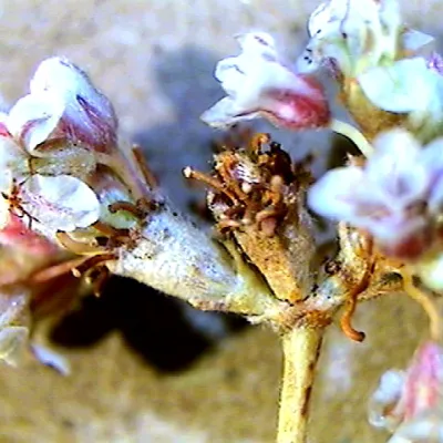 Close-up of umbel structure
