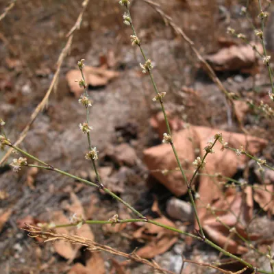Eriogonum gracile