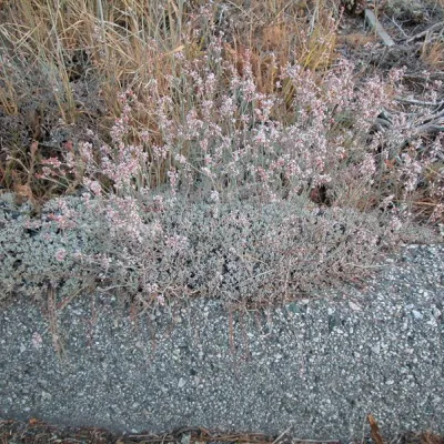 Eriogonum wrightii var. subscaposum