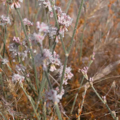 Inflorescence
