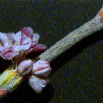 Close-up of flowers, showing the cup-like involucre under a cluster of flowers
