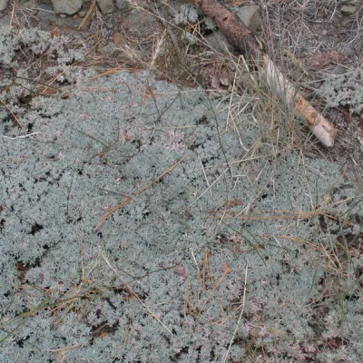 Mat-like growth form