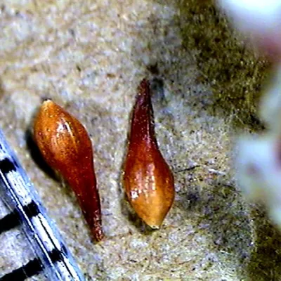 Fruit (an achene)