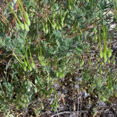 Erodium cicutarium