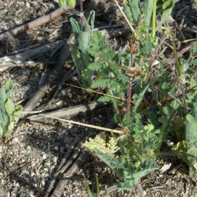 Close-up of leaf