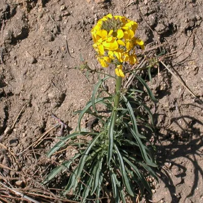 Erysimum capitatum