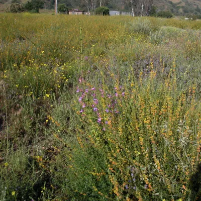 Plant in flowering field