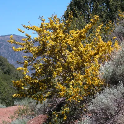 Plant in Flower