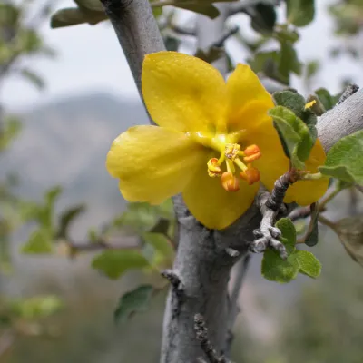 Flower