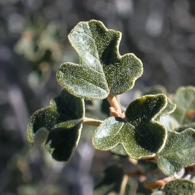 Fremontodendron californicum