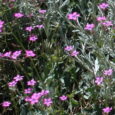 Saltugilia splendens