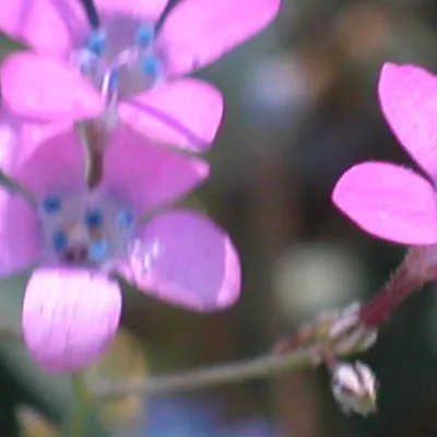 Close-up of flower