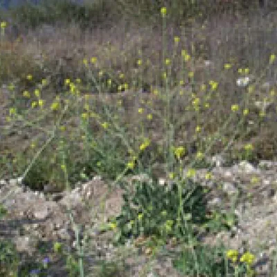 Hirschfeldia incana