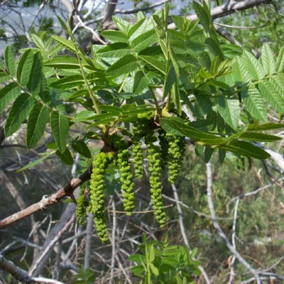 Juglans californica