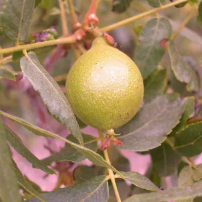 Young fruits