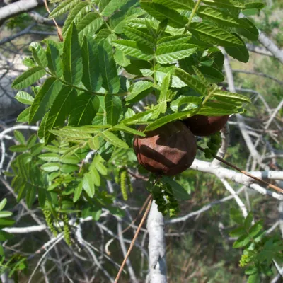 Fruits