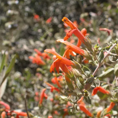 Keckiella cordifolia