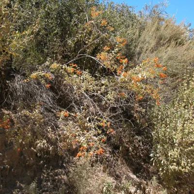 Whole plant
