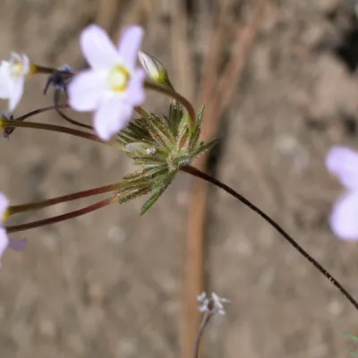 Inflorescence
