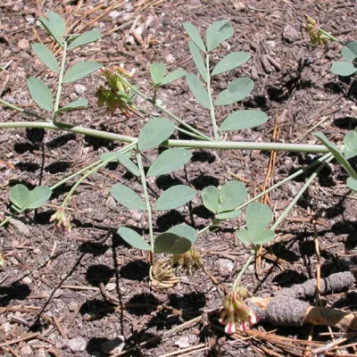 Hosackia crassifolia