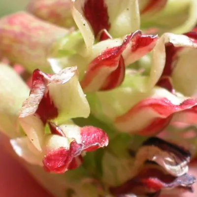 Close-up of flowers