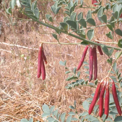 Fruits