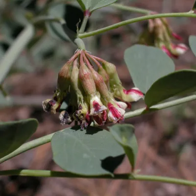 Inflorescence