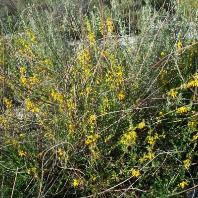 Acmispon glaber
