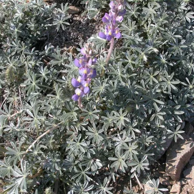 Lupinus excubitus